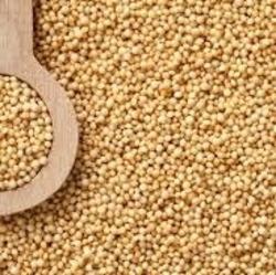 Grain - Amaranth